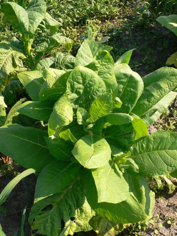 Как вырастить табак вирджиния на даче, особенности выращивания
