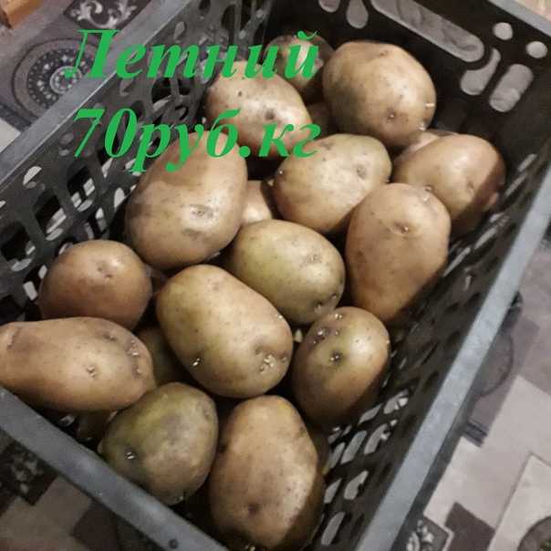 Сорта картофеля, какие выращивала я: характеристики, фото