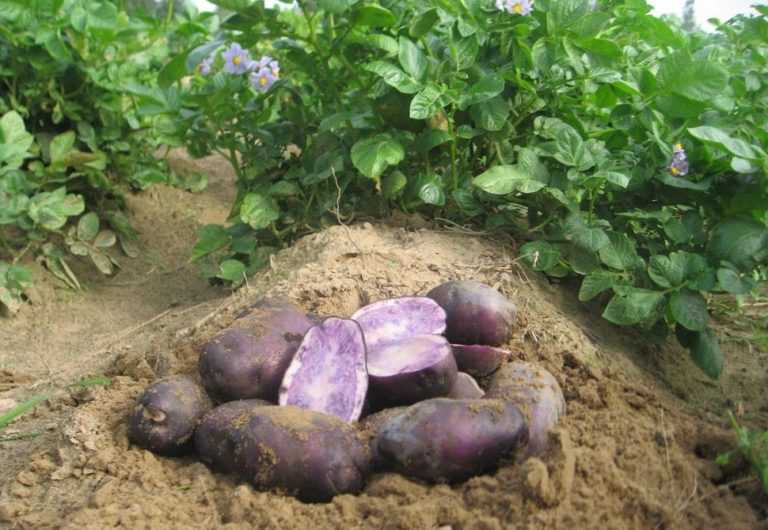 Немецкий сорт картофеля альвара для богатого и вкусного урожая без хлопот
