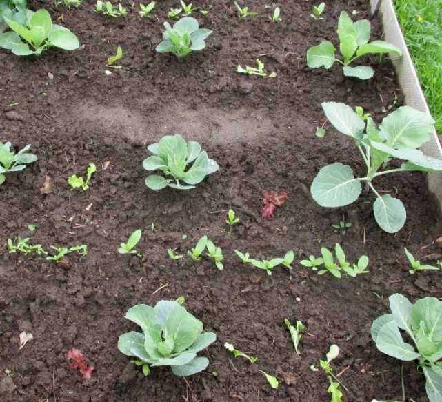 Как выращивать капусту брокколи в открытом грунте: рассаду и из семян?