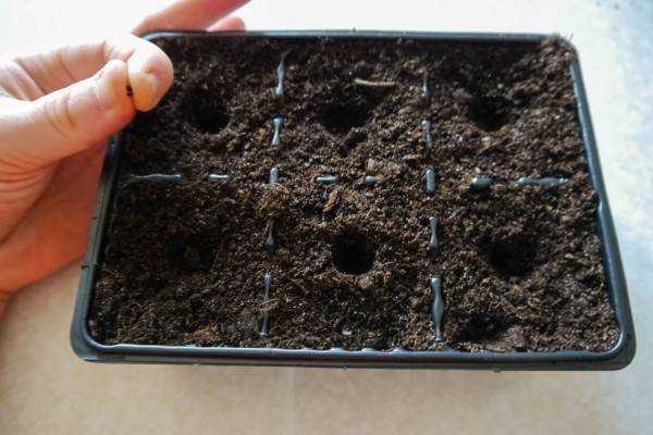 Как вырастить пряный базилик на подоконнике и в открытом грунте: советы по посадке, размножению и уходу