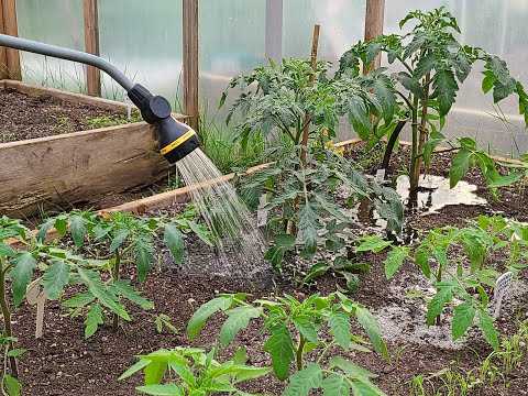 Как правильно сажать, подвязывать и выращивать огурцы в теплице?