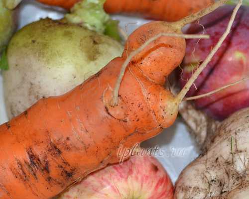Морковь горчит вредно ли это - выращивание из семян!