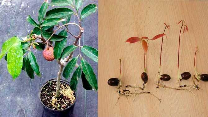 Как вырастить яблоню из семечка: можно ли выращивать плодовое дерево из косточки в домашних условиях, как выбрать, подготовить и посадить?