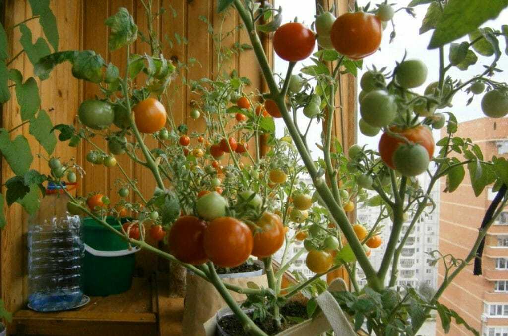 Выращивание помидоров черри в открытом грунте, теплице или на балконе: пасынкуются они или нет, пошаговая инструкция, рекомендации опытных фермеров