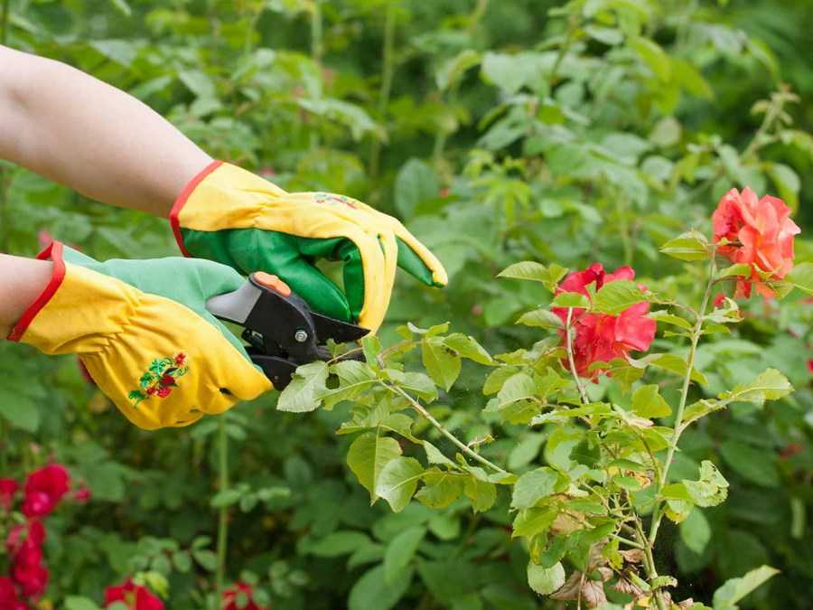 Как ухаживать за розами, что бы обеспечить пышное цветение