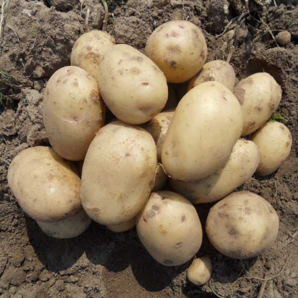 Сорт картофеля «розара»: характеристики, как правильно сажать и ухаживать?