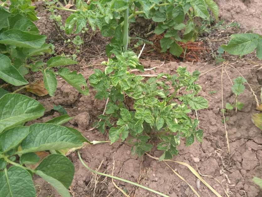 Почему желтеет ботва картофеля | сад и огород
