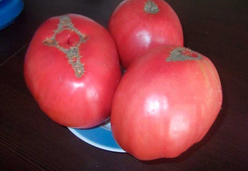 Описание, характеристика, посев на рассаду, подкормка, урожайность, фото, видео и самые распространенные болезни томатов сорта «алсу».