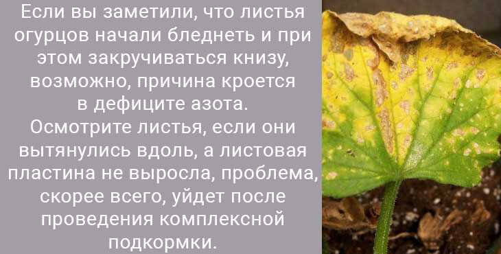 Болезни огурцов и их лечение в теплице и в открытом грунте, желтеют листья, как бороться