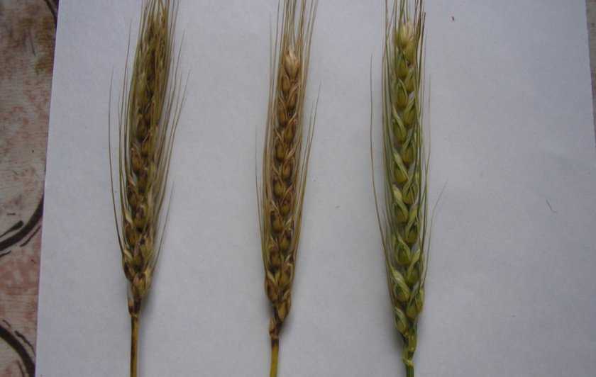 Пшеница ирень: описание и характеристики ярового сорта, правила посадки и ухода