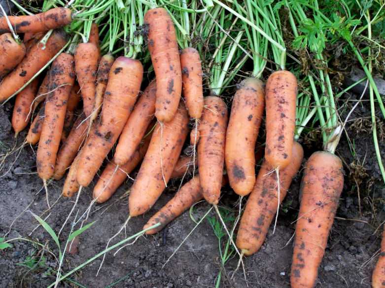 Плохо  растет морковь. что делать, чем подкормить?