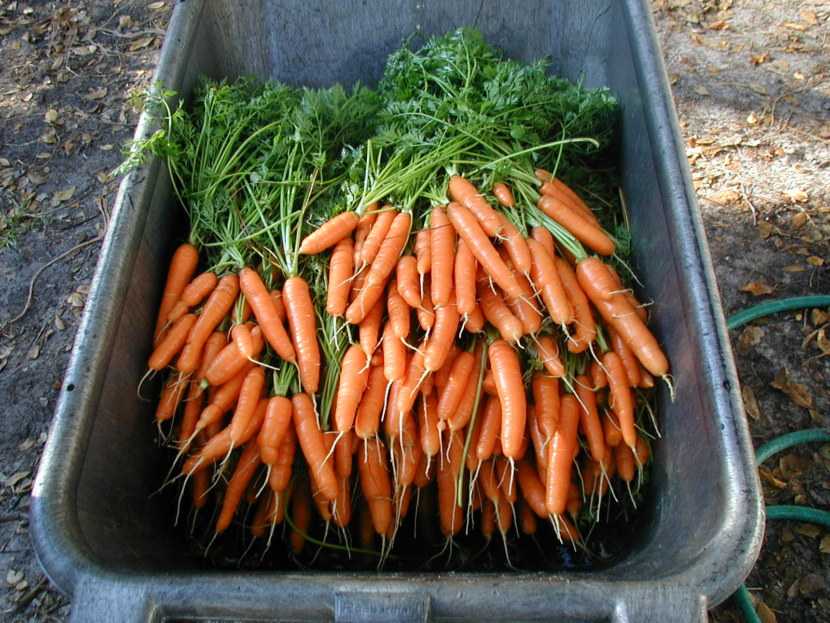 Как обрезать морковь на хранение на зиму в погребе: нужно ли это делать и как правильно удалить ботву, места где можно расположить овощ, а также фото русский фермер