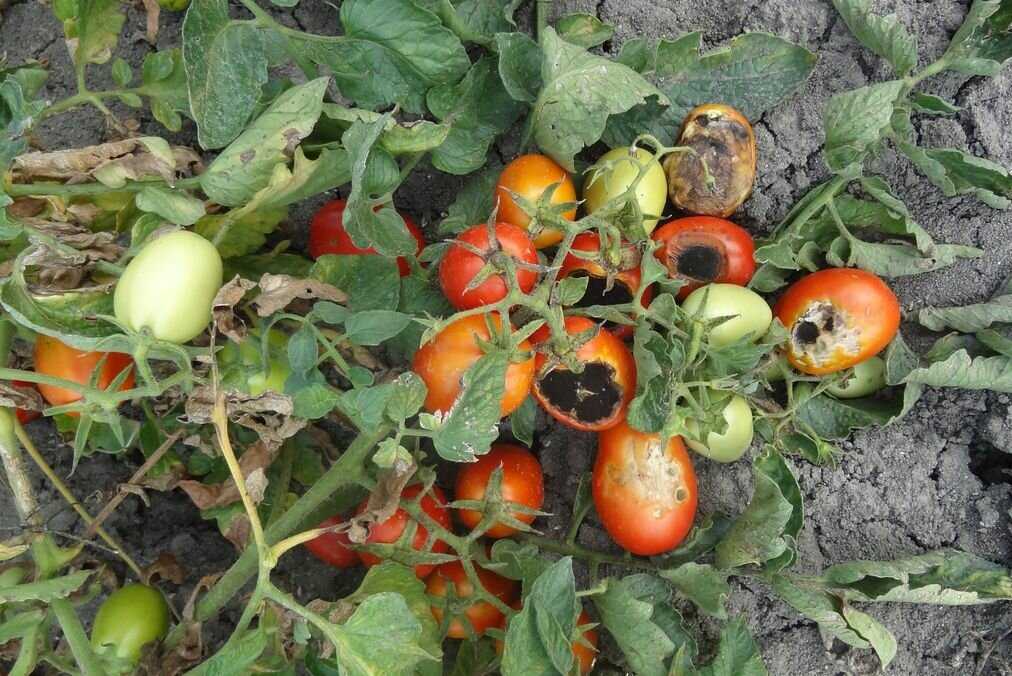 Вершинная гниль томатов как спасти урожай