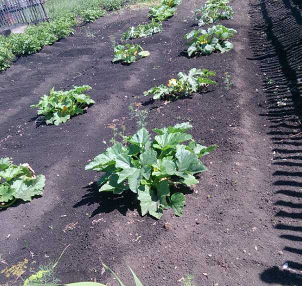 Кабачки: выращивание на огороде, сорта