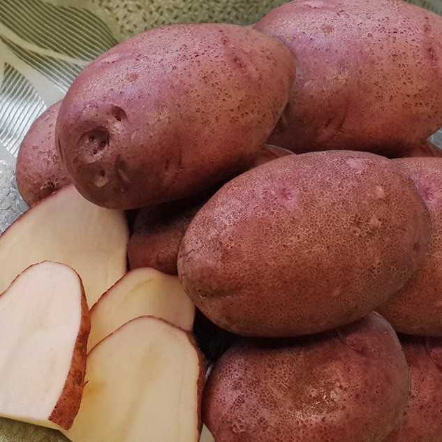 Какая картошка лучше хранится красная или белая