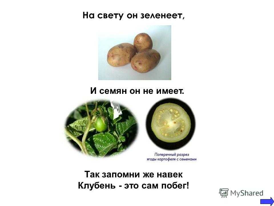 Плод картофеля называют. Картофель и корнеплоды. У картофеля в пищу используют. Картофель это корнеплод или клубень. Что потребляют в пищу у картофеля