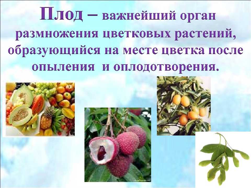 Плоды цветковых растений