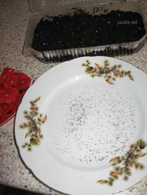 Посев семян петунии: когда сажать и как вырастить в домашних условиях рассаду?