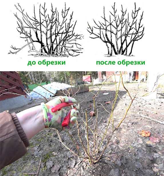 [инструкция] осенняя обрезка деревьев: сроки и описание
