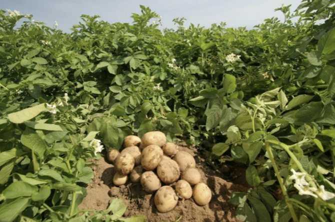 Описание сорта картошки джелли — особенности выращивания