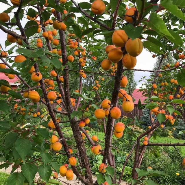 Как вырастить плодоносящее абрикосовое дерево из косточки?