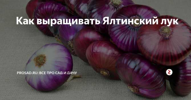 Лук ялтинский: как хранить крымский сорт в квартире или в доме, фото урожая и отзывы, где растет красный сладкий, описание как получить семена, что можно есть
