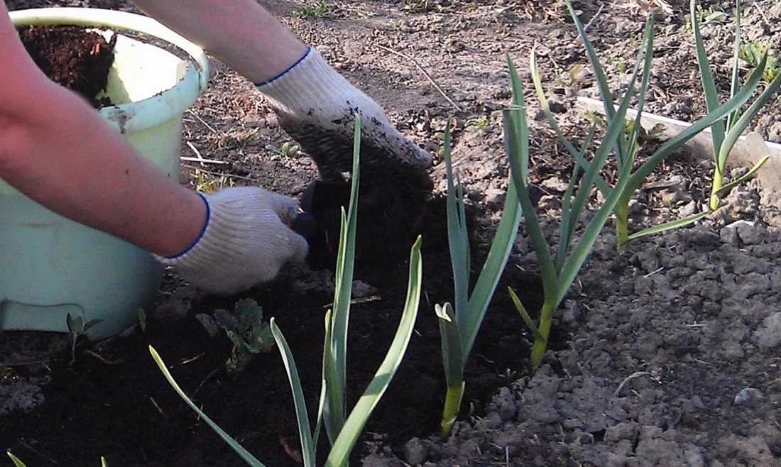 Правила выращивания чеснока в открытом грунте: особенности посадки и ухода