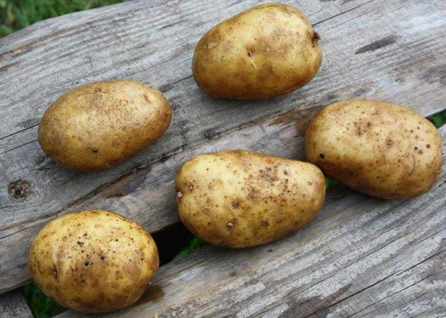 Картофель чудесник: описание сорта и характеристика, фото и отзывы об урожайности, вкусовые качества