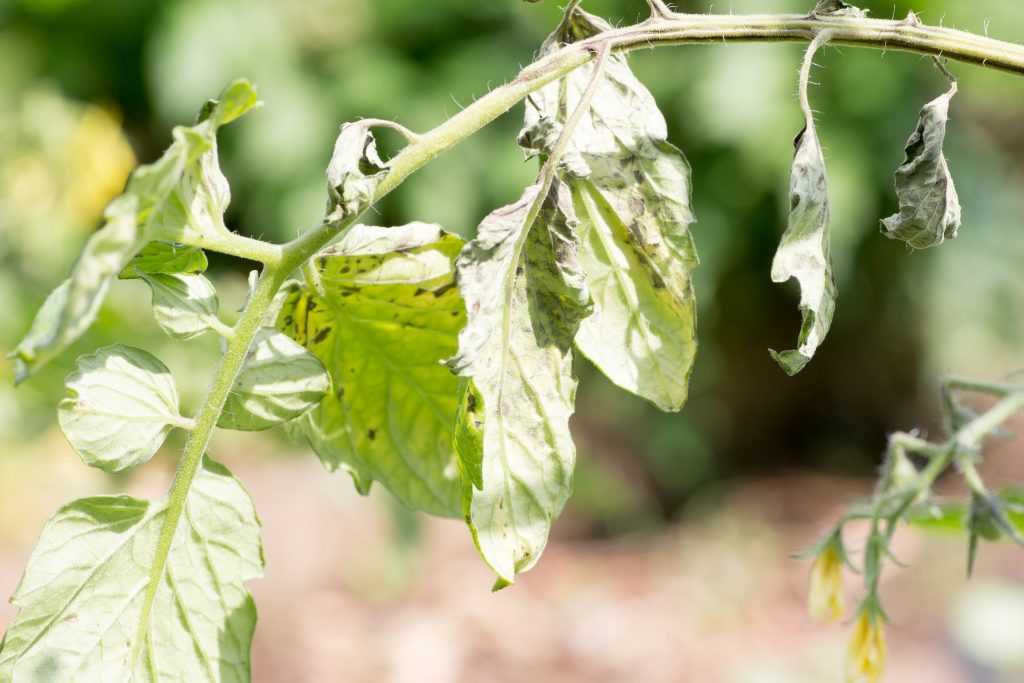 Ржавчина на листьях томатов в теплице фото и их лечение