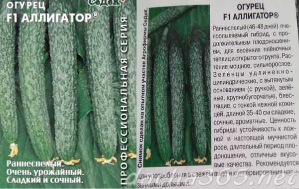Сорт огурцов аллигатор: описание, отзывы, фото, выращивание
