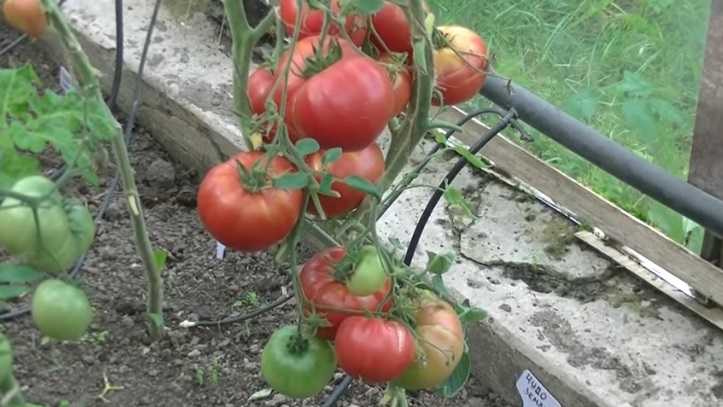 Фото, видео, отзывы, описание, характеристика, урожайность гибрида томата «розовое чудо f1».