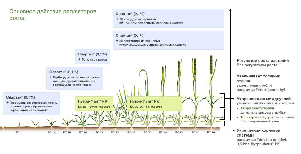 Чем подкормить пшеницу – схема внесения удобрений под растение