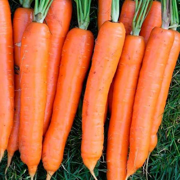 Морковь каскад: описание сорта и отзывы дачников об урожайности, характеристика гибрида f1, фото и рекомендации по выращиванию