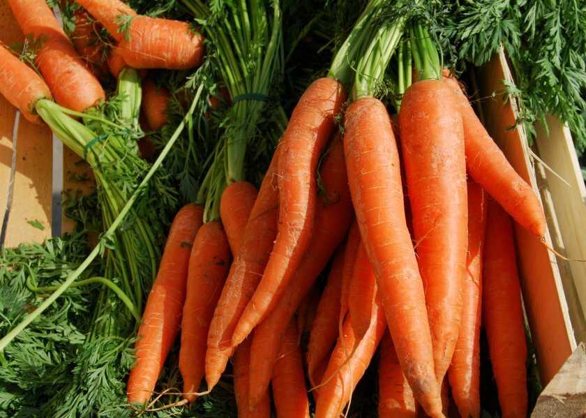 Сорта моркови: урожайность и характеристики лучших видов моркови, описание кормовой и для длительного хранения, фото и отзывы