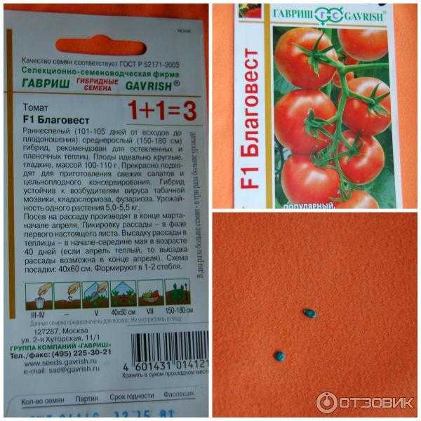 Гибрид томата «благовест f1»: описание и характеристики сорта помидоров, рекомендации по выращиванию
