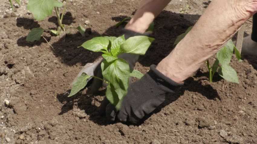 Как посадить баклажаны на рассаду | сад и огород