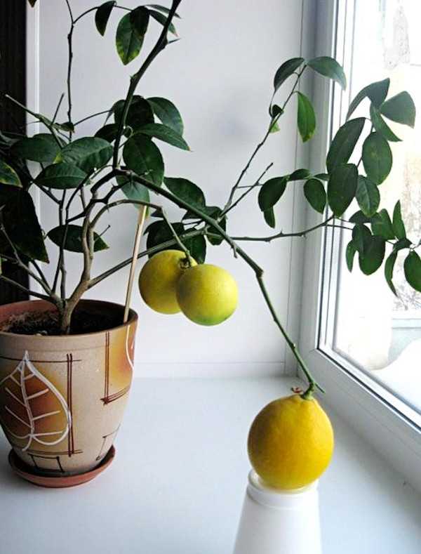 Вырастить лимон в домашних условиях с плодами. Цитрус (комнатное растение) лимон Мейера. Лимон на подоконнике. Лимонное дерево на подоконнике. Дерево лимона в горшке.