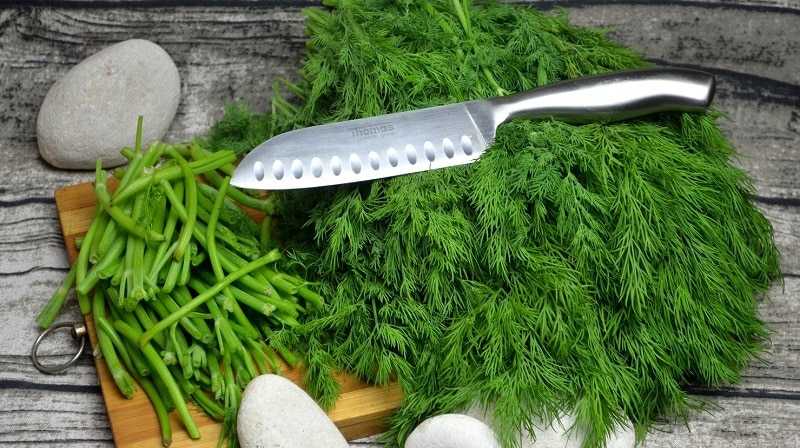 Стебли укропа: применение в кулинарии, медицине и косметологии, как использовать палки от зелени с пользой