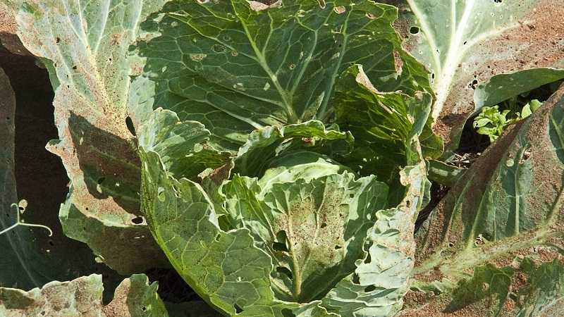 Вредители капусты: фото с описанием и способы борьбы с ними