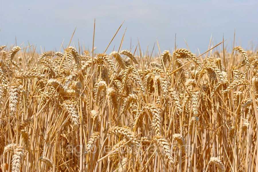 Фазы озимой пшеницы