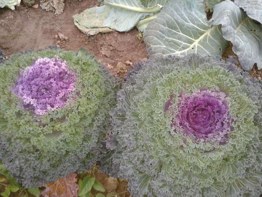 Цветы похожие на капусту