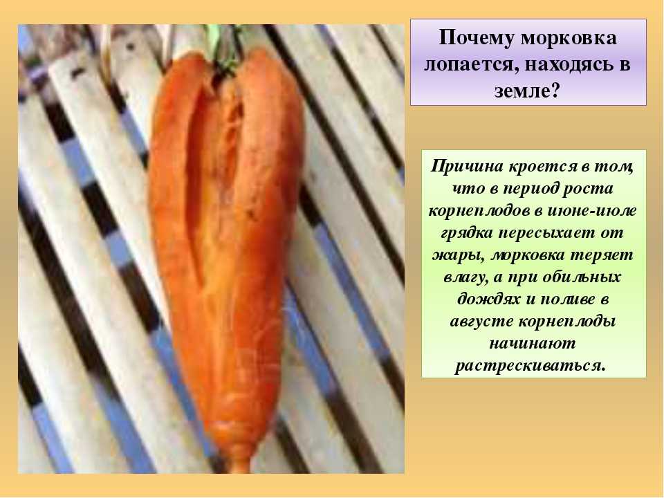 Почему морковь вырастает рогатой и корявой