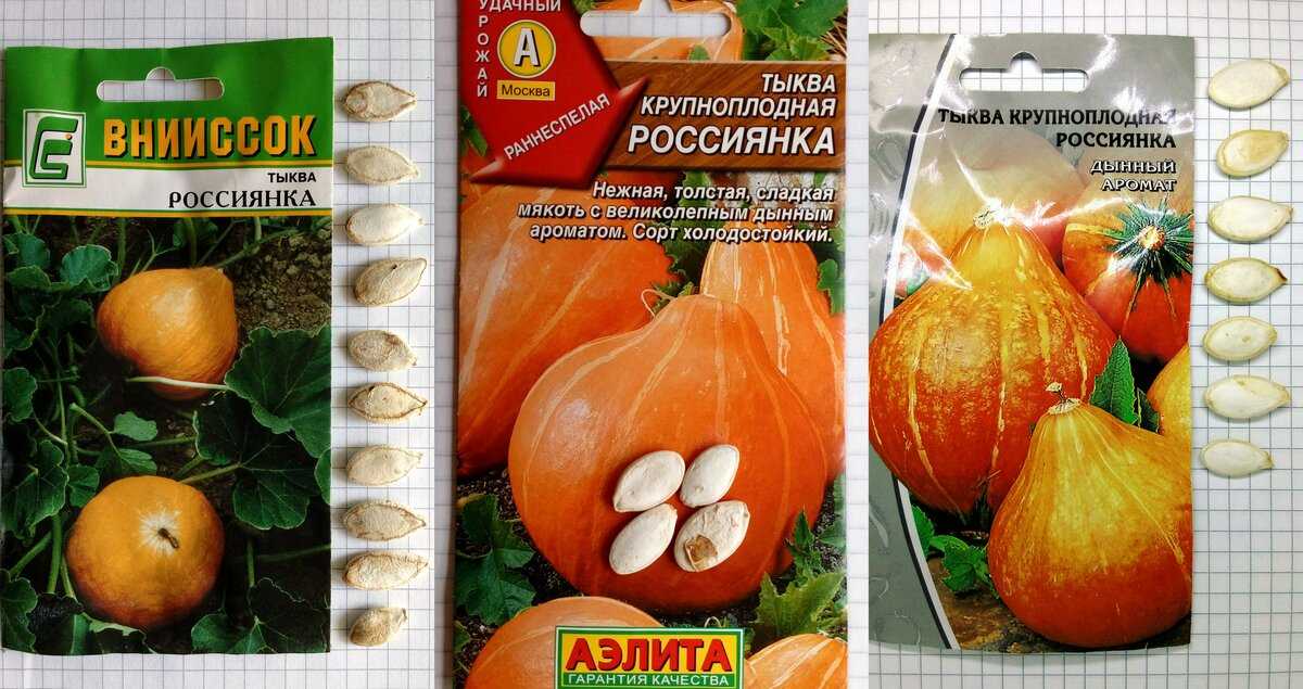 Чем хороша тыква «спагетти» и почему этот сорт не оставит вас равнодушными