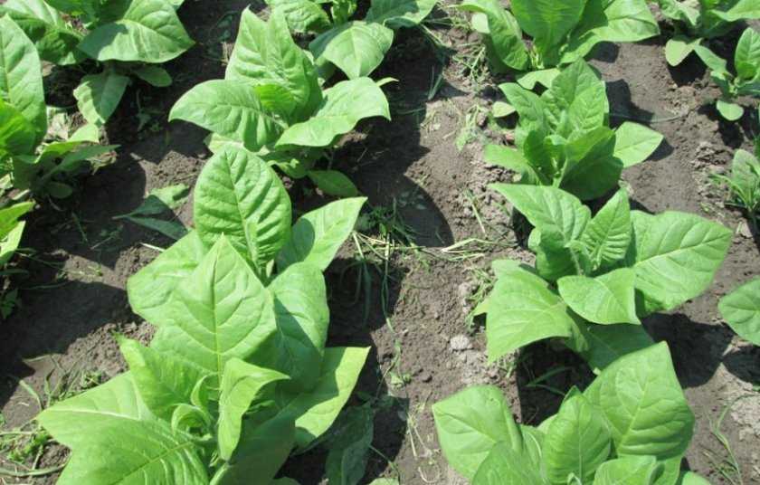Выращивание табака на огороде для курения