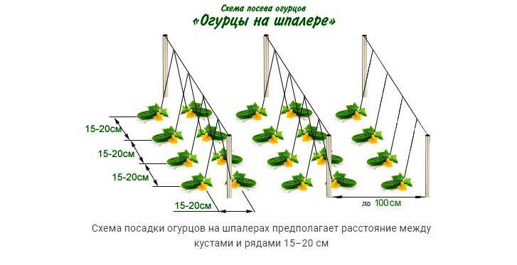 Посадка огурцов в теплице: как сажать, подвязывать, подкармливать и выращивать