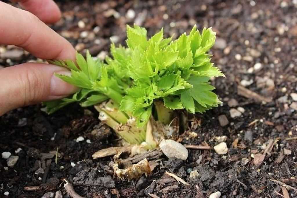 Сельдерей: выращивание из семян, посадка и уход в открытом грунте, фото