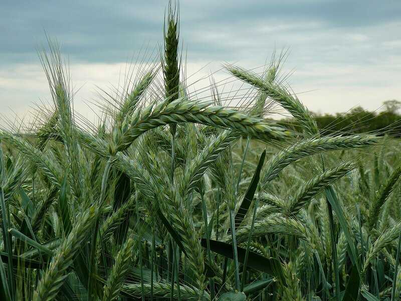 Тритикале: описание и выращивание гибрида ржи и пшеницы