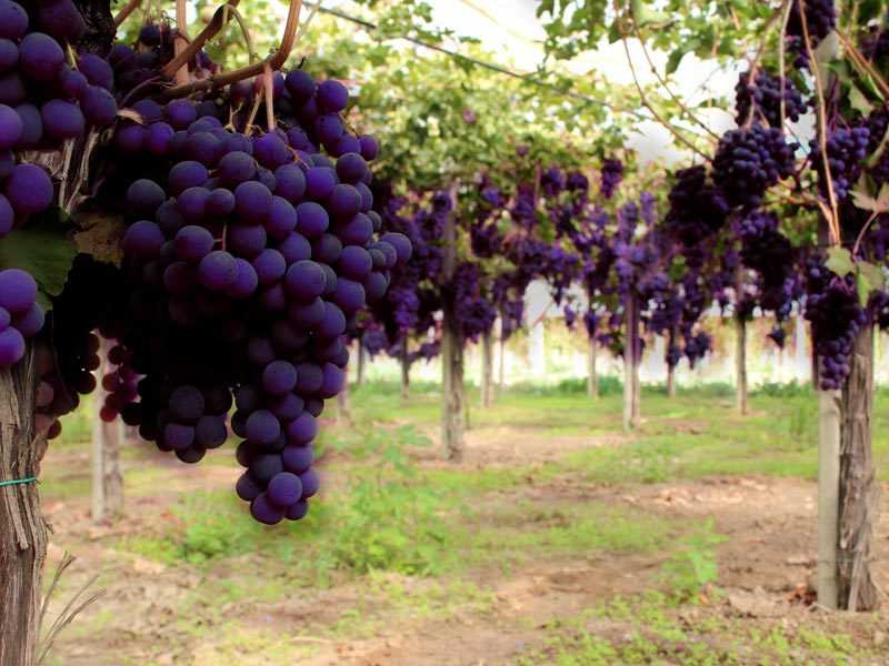 Виноград кодрянка характеристика