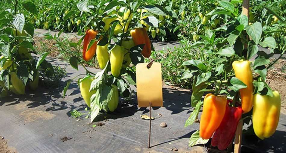 Перец джемини: описание, агротехника выращивания